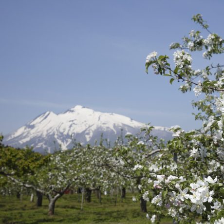 岩木山とリンゴの花
